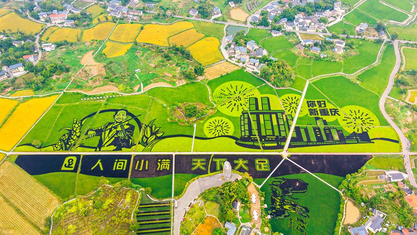 “粮田”+“良田” 共绘“丰收图”